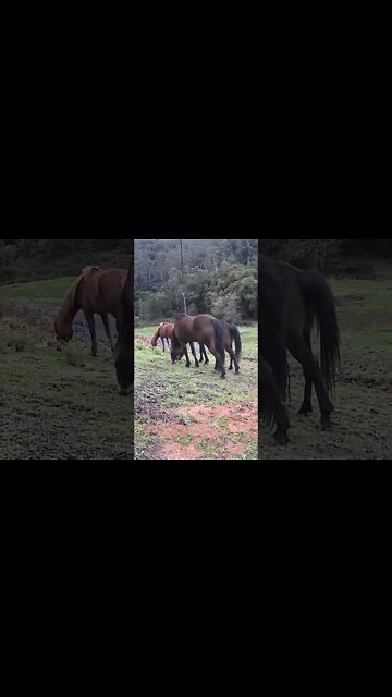 The secret lives of horses