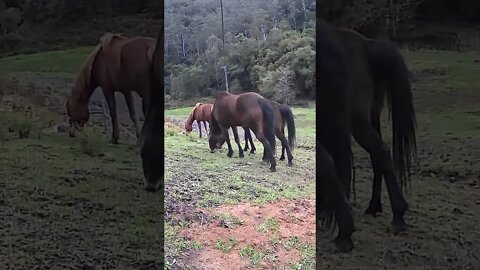 The secret lives of horses