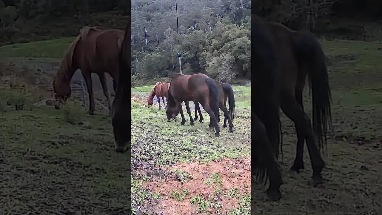 The secret lives of horses