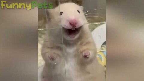 best funniest animal videos 2023 😂 funniest cats and dogs