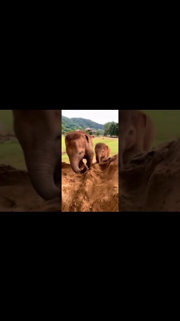 Baby Elephant Growing Up With Happy And Freedom #Ubertainment #ytshorts #shorts #Animals #Fun #viral