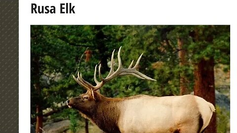 RUSA ELK