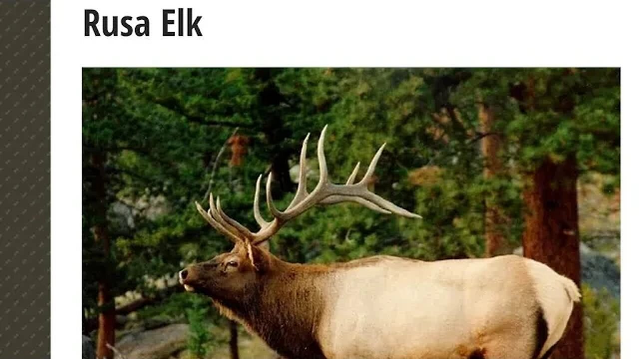 RUSA ELK
