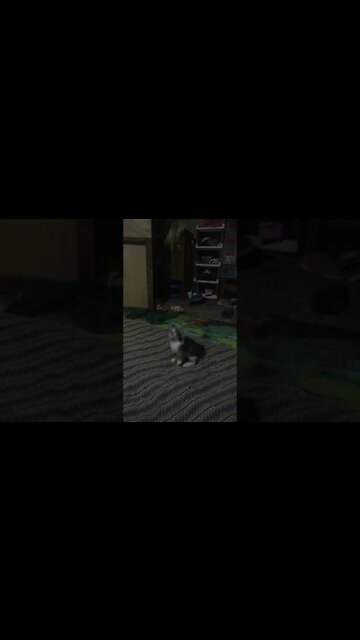 Sikucing melompat lompat.