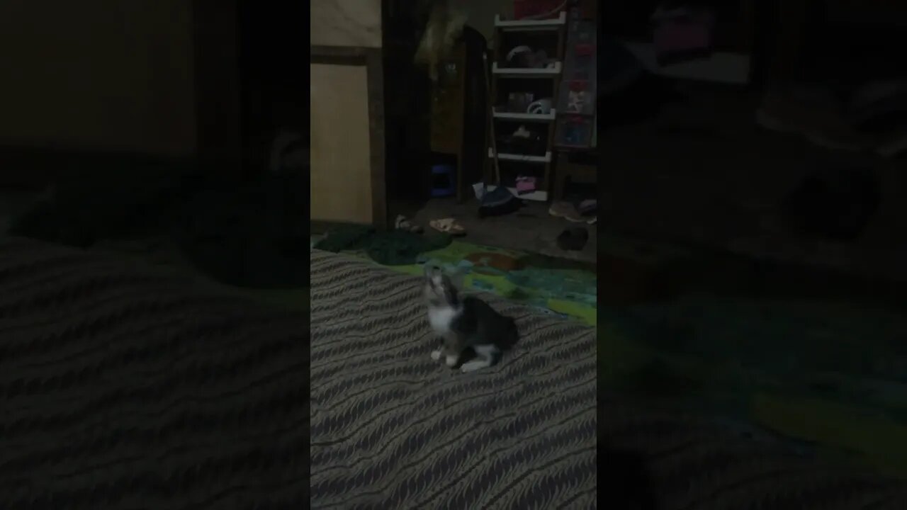 Sikucing melompat lompat.