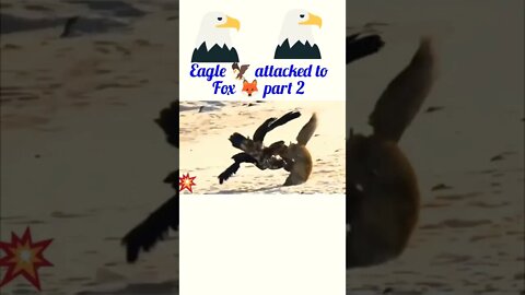 Eagle attacked to fox || part 2©