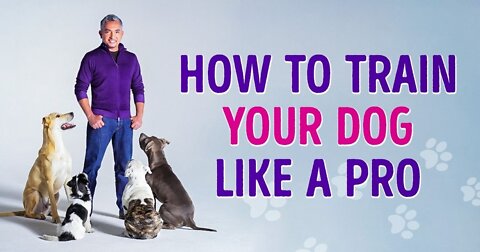 How to Train a Dog ?