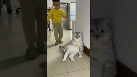 Funny 😄😄😄😄 #petvideos #cats