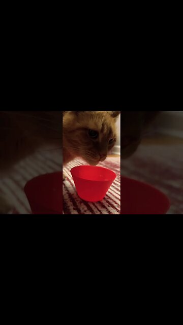 Cats are So Cute when they Eat 🐱 #catvideos