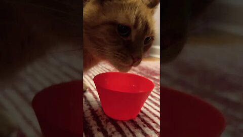 Cats are So Cute when they Eat 🐱 #catvideos