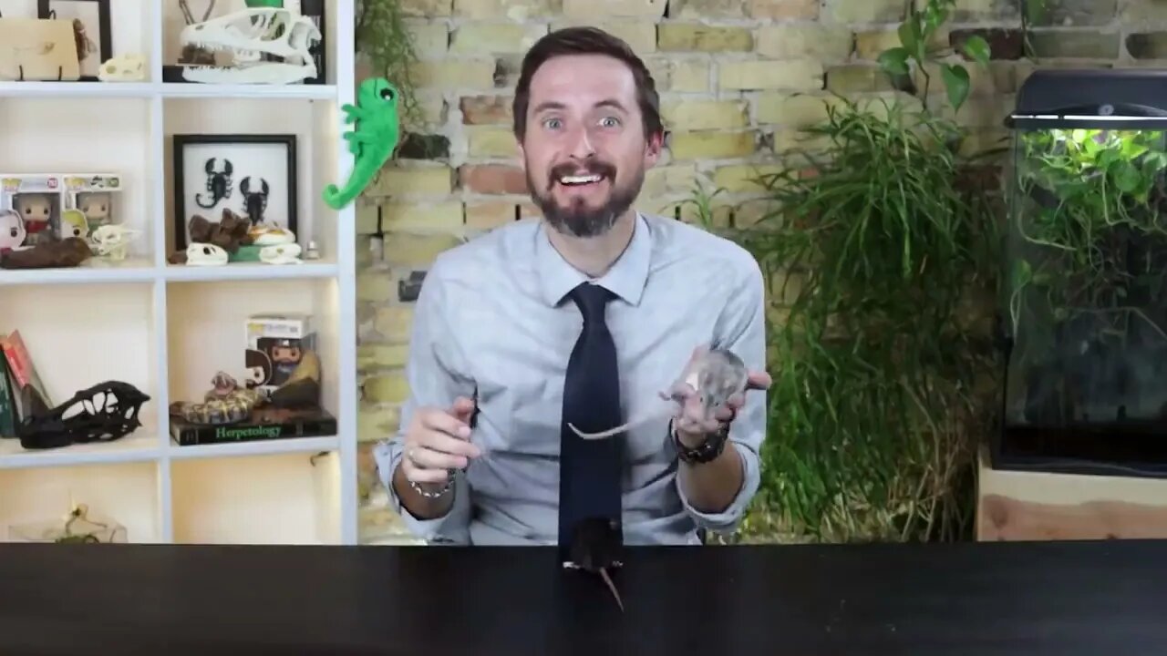 Rat, The Best Pet Mammal?