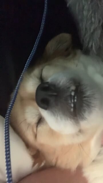 Funny Doggie Snoring Napping