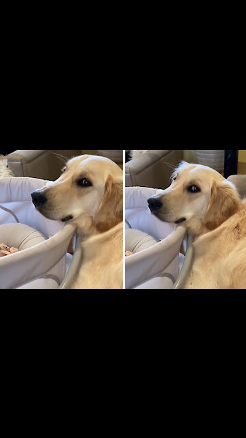 Golden Retriever Puppy Only Wants To Protect Newborn Baby