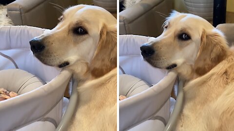 Golden Retriever Puppy Only Wants To Protect Newborn Baby