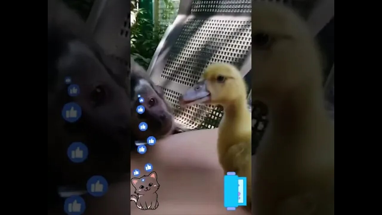 This Parrot Has the BEST Reaction to Hearing New SOUNDS 😂🤣 #shorts