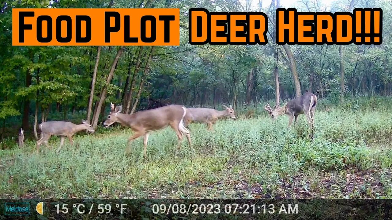 LOTS Of Deer ACTIVITY In The PLOT!!!