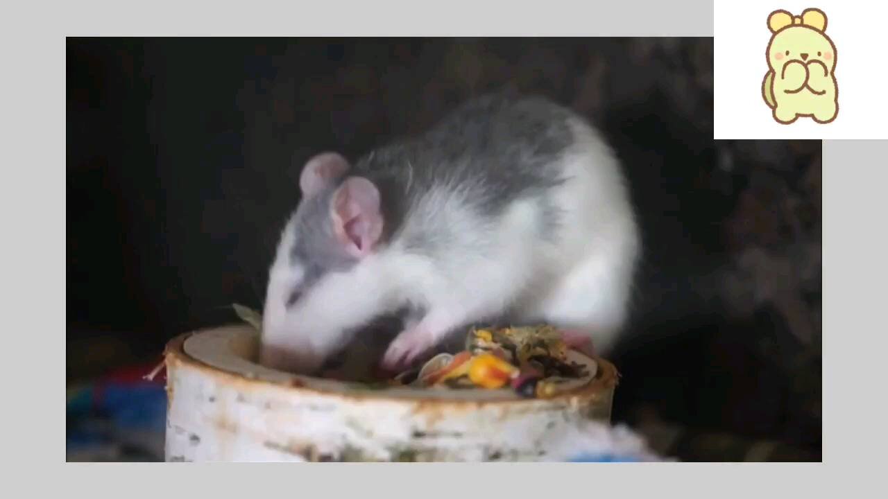 In this video watch how animal eat and drink?