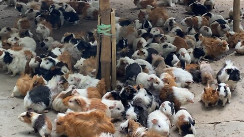 Hundreds of Gerbils at the Zoo