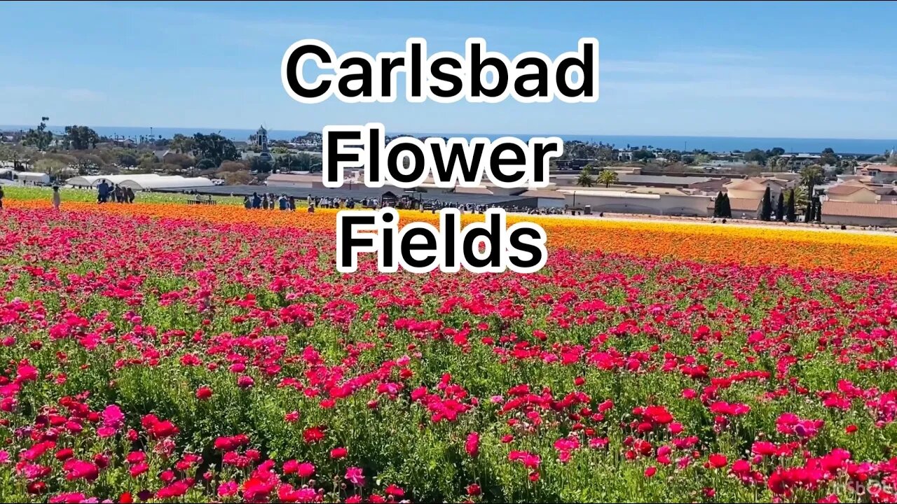 Visiting Carlsbad Flower Fields