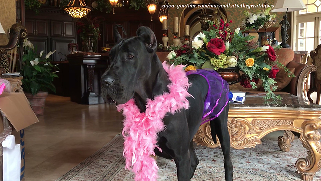 Happy Great Dane Celebrates 2nd Birthday with Style