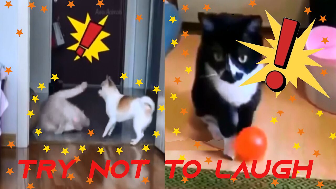 Funny and Super Fun Cats Try Not to Laugh