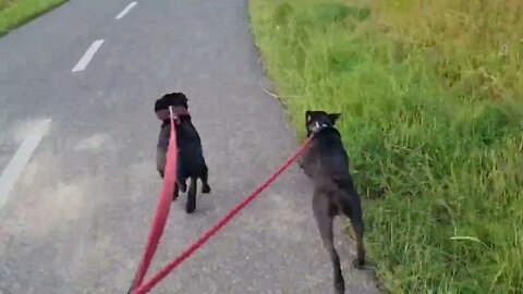 PATTERDALE Terriers SPOTTING A HARE in the Field, RUNNING BLACK FELLS