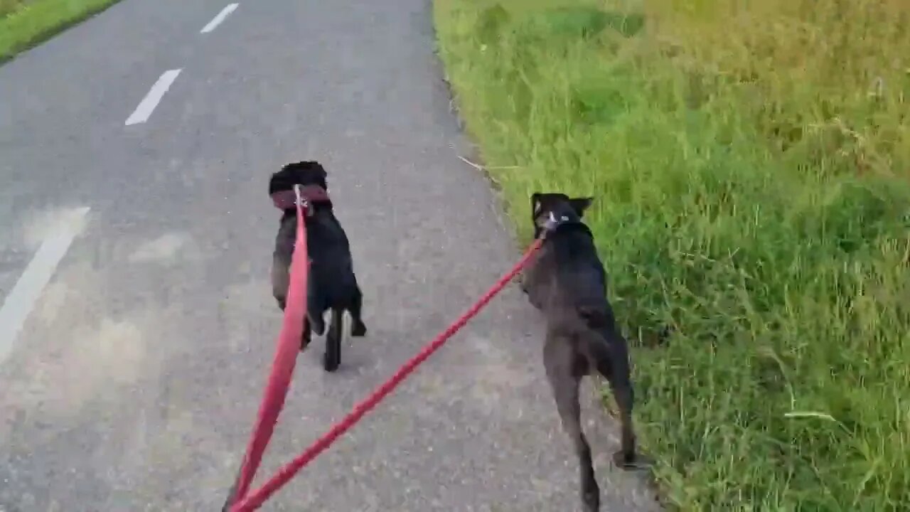 PATTERDALE Terriers SPOTTING A HARE in the Field, RUNNING BLACK FELLS