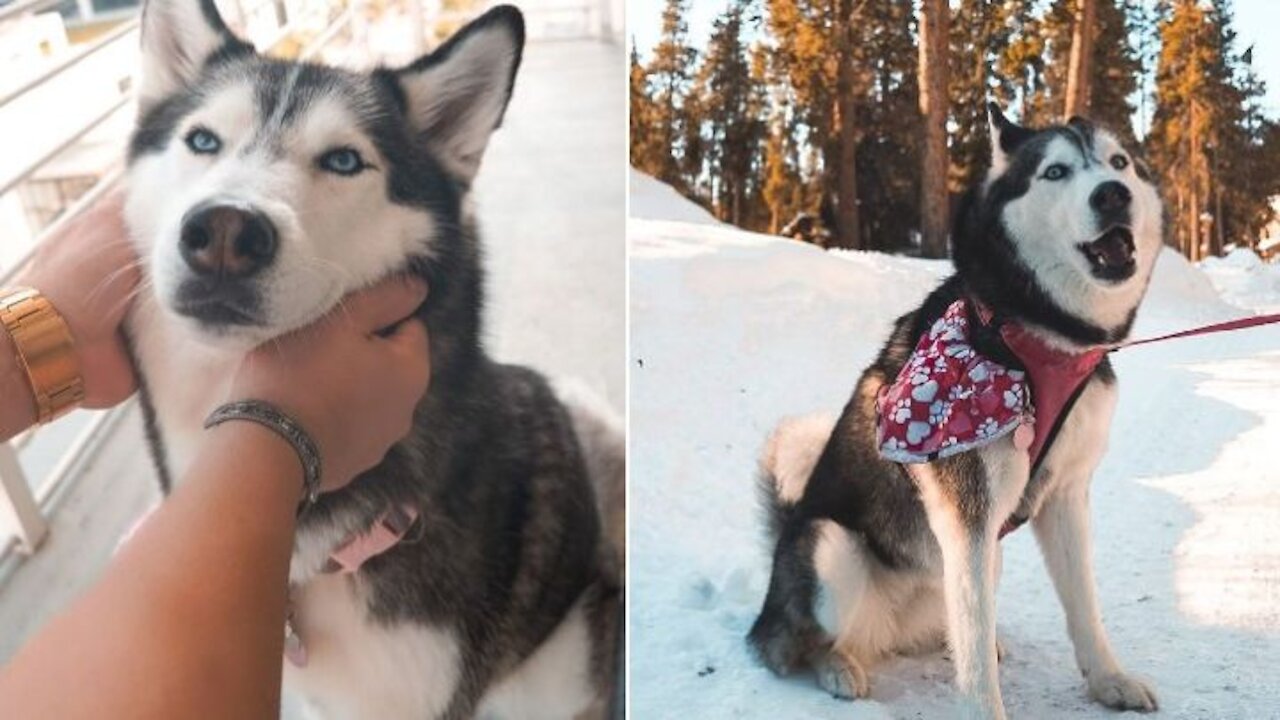 Talking Husky’s epic reaction to owner’s kisses goes viral