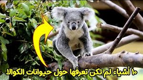 أغرب معلومة عن حيوان الكولا؟ #shorts #funny