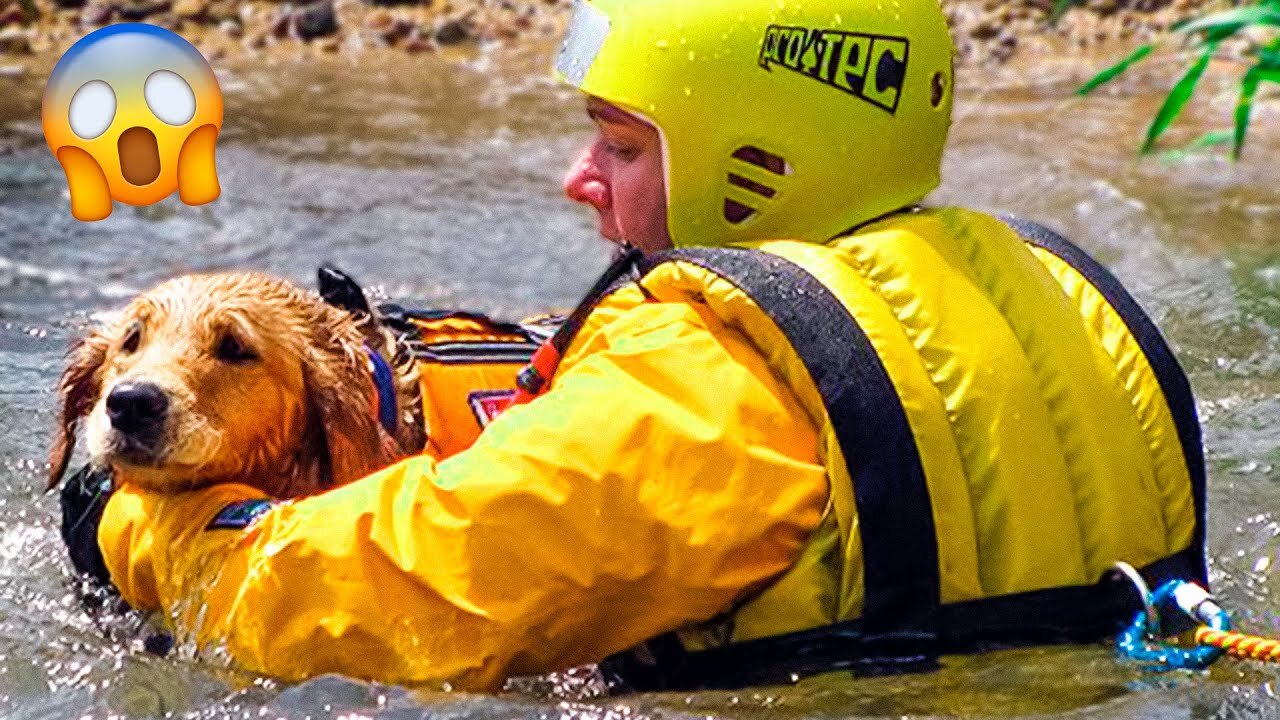 11 Touching Animal Rescues That Will Break Your Heart