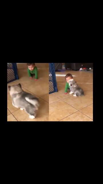 Puppy playing with the baby, how cute !!!