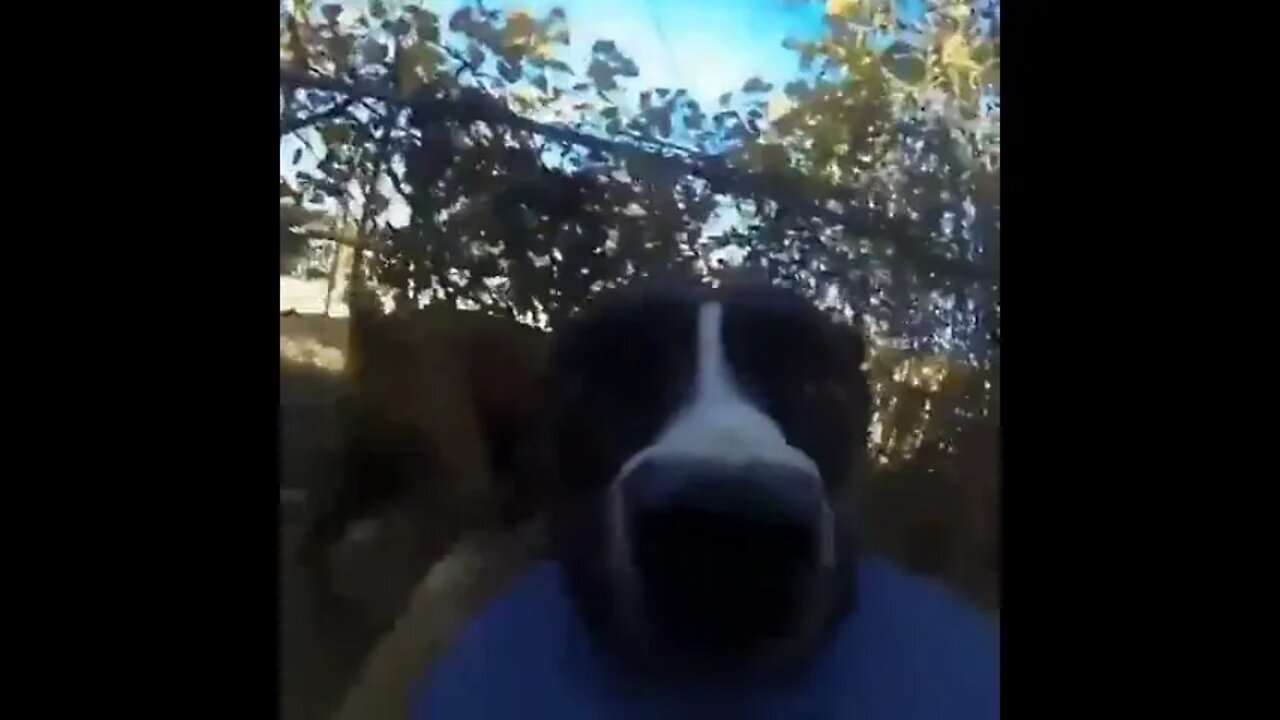 Good boy took off with the GoPro.