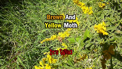 Brown And Yellow Moth