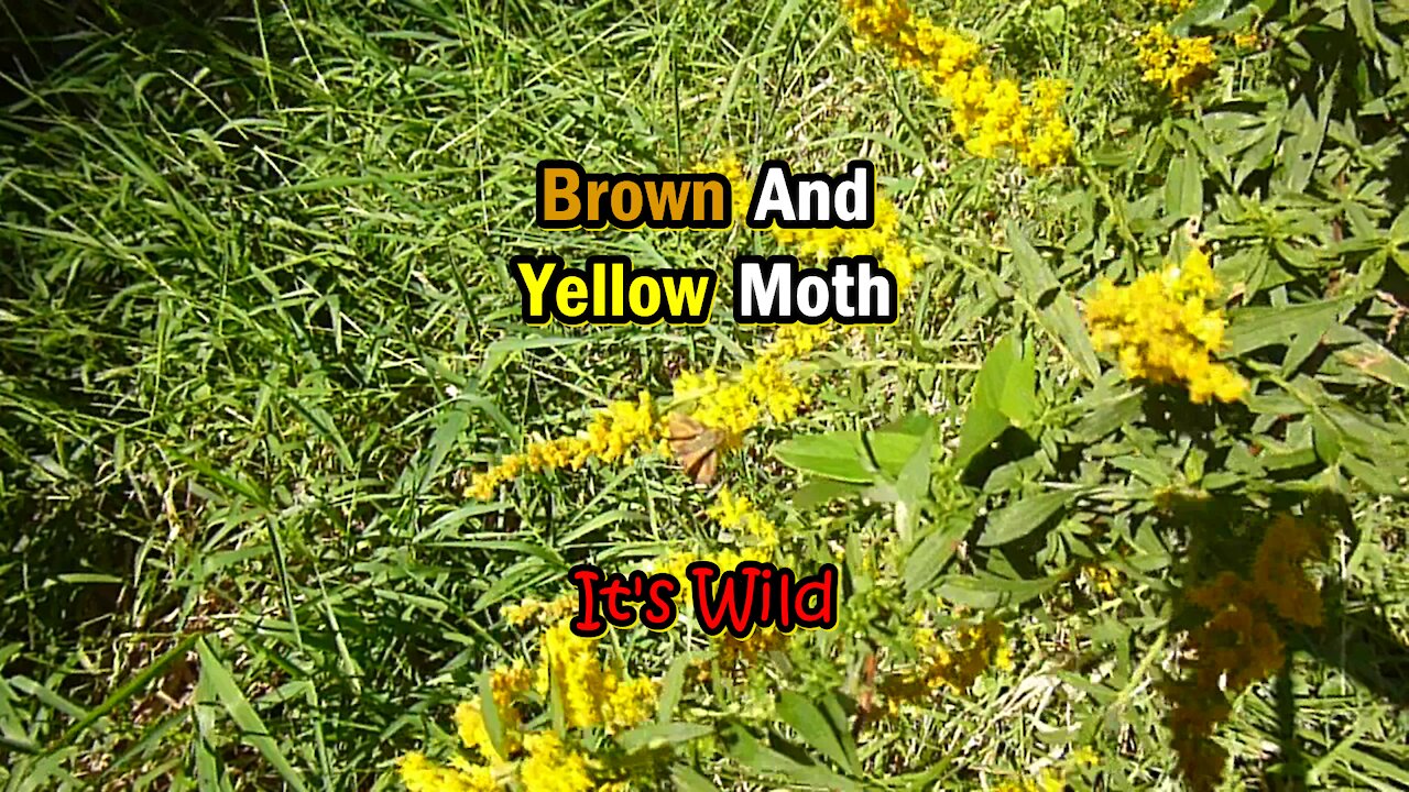 Brown And Yellow Moth