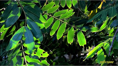 21_1002中市 精密園區步道