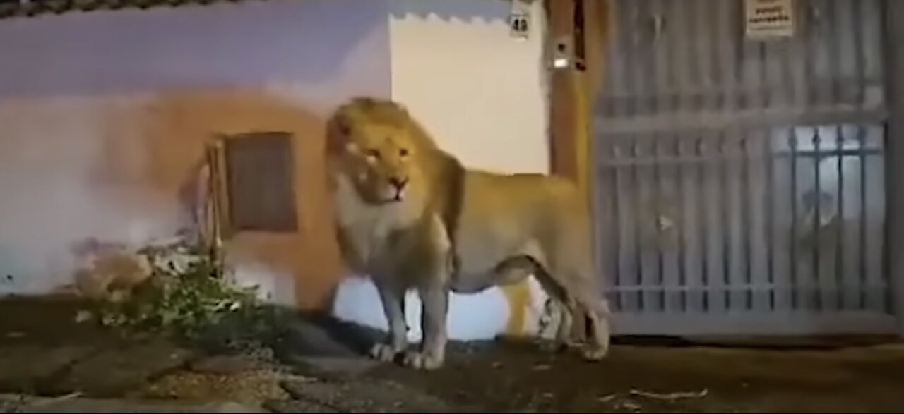 Escaped circus lion wanders streets of Italian town sparking panic