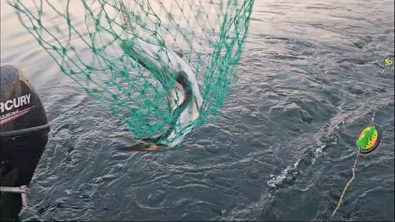 Trout with Lamprey - Blood sucker