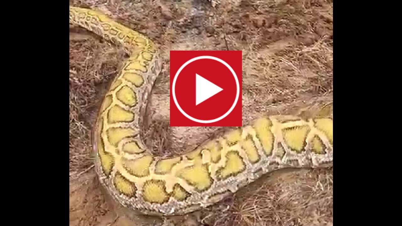 Snake Hunters catch a big snake🐍