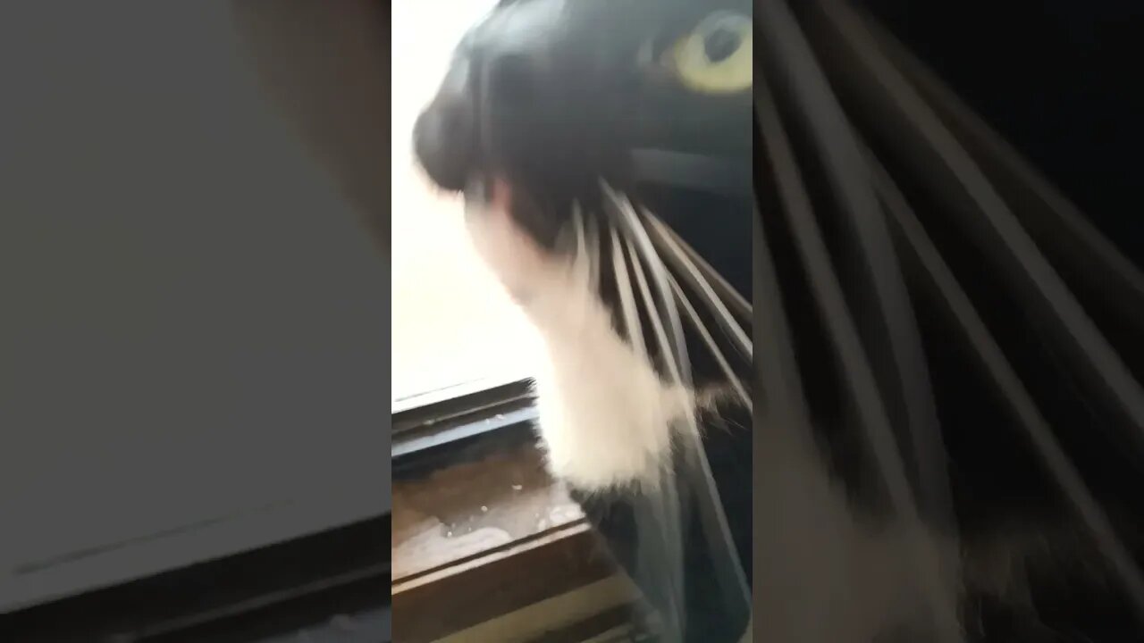 Kitty being noisy #shortsfeed #kittycat #shortsvideo #kitty #kitten #youtubeshorts #cat