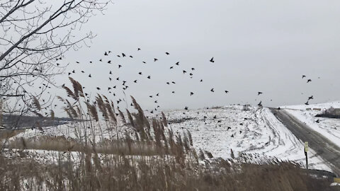 Amazing biggest group birds warmer in the winter season