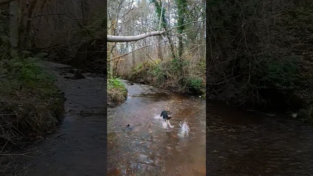 German Shepherd playing in the creek. @HarleyBearProductions # #shepherdlife #dog