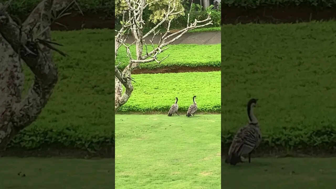 NĒNĒ GEESE HAWAI’I STATE BIRD