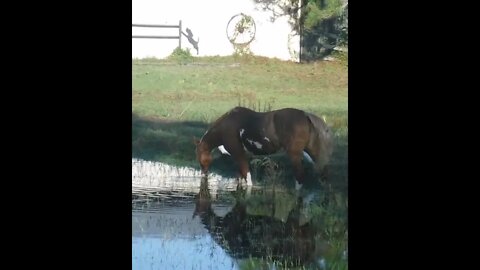 Clara in the hurricane flood waters from Ian still standing.
