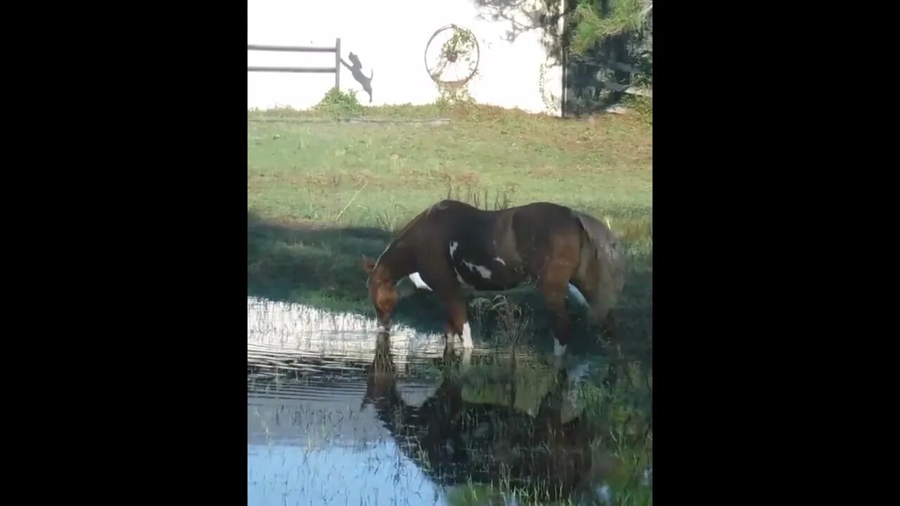 Clara in the hurricane flood waters from Ian still standing.