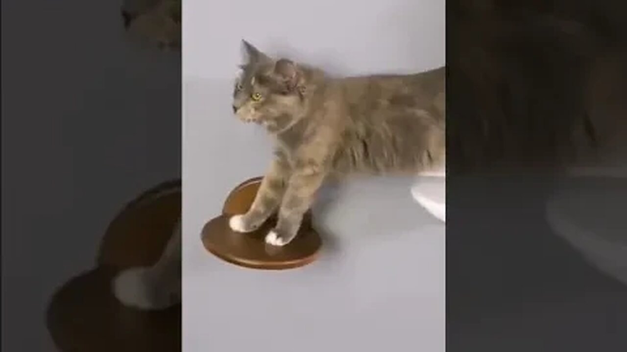 Cat Gym Steps