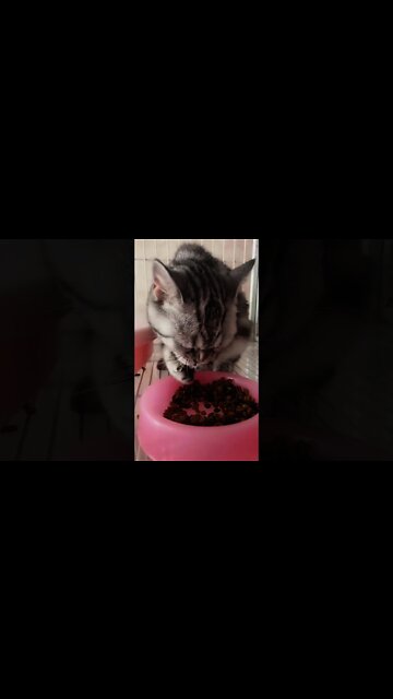 Kucing Sedang Makan Sangat lahap Sekali