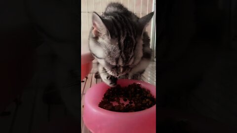 Kucing Sedang Makan Sangat lahap Sekali