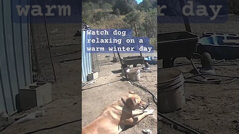 Farm surveillance. Watch dog on a warm winter day