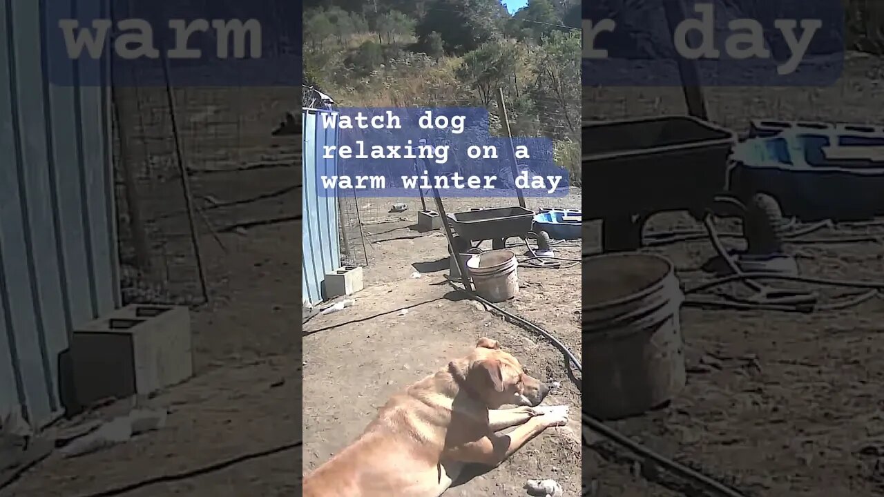 Farm surveillance. Watch dog on a warm winter day