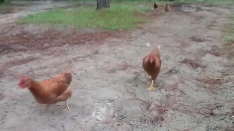 Chicken Run 22